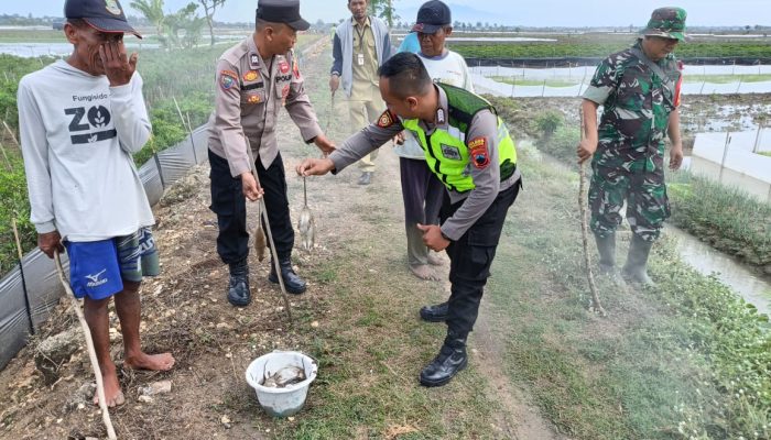 Jelang Musim Tanam 1, Babinsa Bersama Gapoktan Gropyok Tikus 2