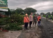 Kapolsek Sumbang Polresta Banyumas Evakuasi Pohon Tumbang Disebabkan Hujan Deras Dan Angin Kencang