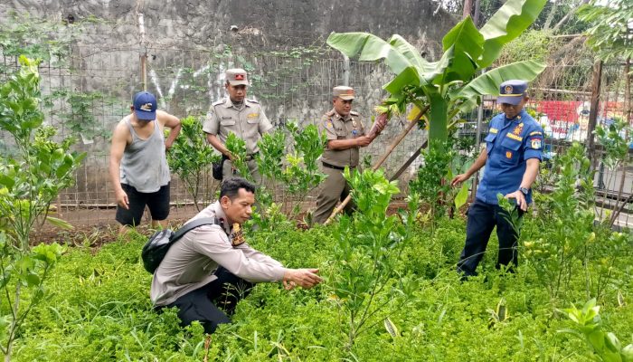 Bhabinkamtibmas Kota Bambu Selatan Cek Tanaman Pangan Warga, Perkuat Ketahanan Pangan Lokal 2