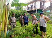 Bhabinkamtibmas Kota Bambu Selatan Cek Tanaman Pangan Warga, Perkuat Ketahanan Pangan Lokal