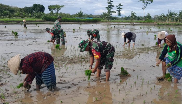 Sukseskan Ketahanan Pangan, Koramil Wirosari Bantu Petani Tanam Padi 2