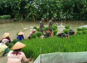Koramil Brati Terjun ke Sawah Bantu Petani Tanam Padi