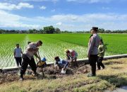 Hama Tikus Kian Meresahkan, Polisi dan Petani di Sragen Kota Adakan Pembasmian dengan Gropyokan