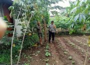 Bhabinkamtibmas Wilayah Hukum Polsek CWI Polres Bogor Giat Cooling Sistem Sebagai Penggerak Warga Dalam Ketahanan Pangan Bercocok Tanam Sebagai Wujud Pendukung Program Asta Cita Presiden Republik Indonesia