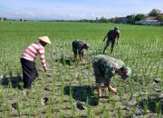 Cegah Penurunan Hasil Panen, TNI Bantu Petani Bersihkan Gulma Padi