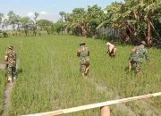 Ketahanan Pangan, TNI Bantu Petani Pupuk Padi