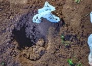 Warga Leyangan Heboh, jenazah bayi ditemukan di area makam