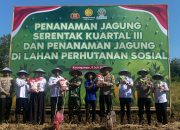 Dukung Asta Cita Wujudkan Swasembada Pangan, Polres Pekalongan Kota Tanam Jagung Serentak di Lahan Seluas 3,4 Ha