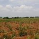 Benarkah Pejabat Perhutani KPH Indramayu Salahgunakan Wewenang, Sewakan Lahan Ribuan Hektar untuk Kebun Tebu Tidak Sesuai Aturan?