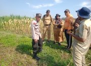 Polsek Ampel Turun ke Sawah, Sukseskan Panen Raya Jagung Serentak Kuartal III Th.2025