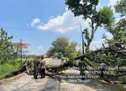 Respon Cepat Polisi Tanggapi Kejadian Pohon Tumbang, Sebuah Mobil Tertimpa di Tanon Sragen