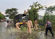 Samapta Polres Demak Evakuasi Pohon Tumbang, Arus Lalu Lintas Kembali Lancar