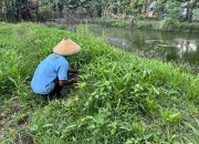 Panen Kangkung dan Perawatan Jagung, Lapas Purwodadi Wujudkan Kemandirian Pangan Warga Binaan