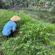 Panen Kangkung dan Perawatan Jagung, Lapas Purwodadi Wujudkan Kemandirian Pangan Warga Binaan