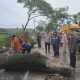 Akibat Hujan Deras dan Angin Kencang, Pohon Tumbang di Jalan Pati – Kudus, Hingga Timbulkan Kemacetan