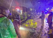 Arus Lalu Lintas Sempat Terhambat, Evakuasi Pohon Tumbang oleh Polsek Gondang dan BPBD Berlangsung Dramatis