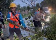 Gerak Cepat Polsek Ngrampal, Evakuasi Pohon Trembesi Tumbang Melintang di Jalan Raya