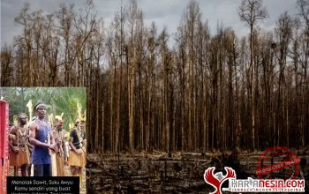 Papua disebut pegiat lingkungan sebagai hutan terakhir di Indonesia, karena hutan di pulau telah lebih dulu diramah berbagai industri. Ini adalah foto hutan di Timika, Papua, yang hangus terbakar akibat penambangan emas tahun 2017.