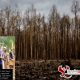 Papua disebut pegiat lingkungan sebagai hutan terakhir di Indonesia, karena hutan di pulau telah lebih dulu diramah berbagai industri. Ini adalah foto hutan di Timika, Papua, yang hangus terbakar akibat penambangan emas tahun 2017.