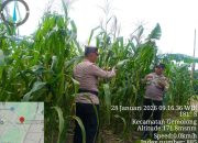 Polsek Gemolong Cek Kondisi Jagung Hibrida di Lahan Baku Sawah, Dukung Ketahanan Pangan Nasional