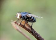 Bahaya Lalat bagi Kesehatan dan Solusi Ampuh Pest Control