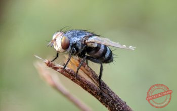 Bahaya Lalat bagi Kesehatan dan Solusi Ampuh Pest Control