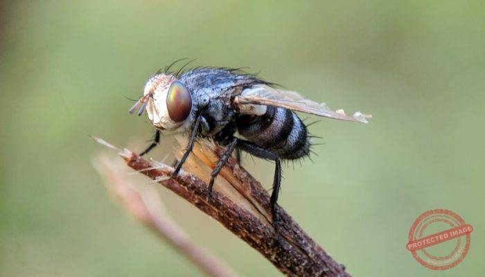 Bahaya Lalat bagi Kesehatan dan Solusi Ampuh Pest Control