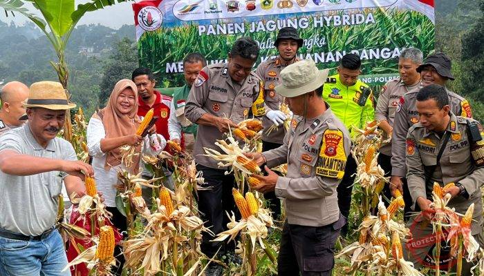 Kapolsek Babakan Madang Polres Bogor Panen Jagung Bersama Petani Jagung Bojong Koneng