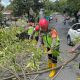 Gerak Cepat Brimob Simongan Evakuasi Pohon Tumbang di Jl. WR Supratman, Akses Jalan dan Masjid At Taqwa Kembali Aman