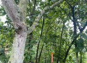 Respon Cepat Polsubsektor Wonosamodro Tangani Temuan Pria Meninggal Dunia Diduga Gantung Diri