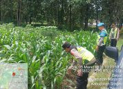 Polres Sragen Dukung Swasembada Pangan, 5 Polsek Ini Turun Langsung Pantau Lahan Jagung