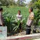 Satgas Ketahanan Pangan Polres Sragen Turun Langsung, Cek Ribuan Meter Lahan Jagung Dukung Swasembada Pangan 2026