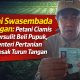 Ironi Swasembada Pangan: Petani Ciamis Dipersulit Beli Pupuk, Menteri Pertanian Didesak Turun Tangan