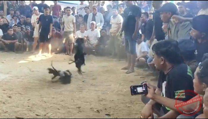 Dugaan Sabung Ayam di Wilayah Kokop Bangkalan Tuai Perhatian, Aparat Diminta Bertindak Tegas