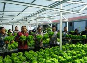 Dukung Asta Cita Presiden, Lapas Makassar Hijaukan Pembinaan Melalui Panen Selada untuk Ketahanan Pangan Nasional