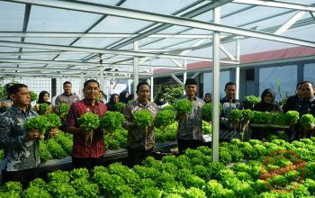 Dukung Asta Cita Presiden, Lapas Makassar Hijaukan Pembinaan Melalui Panen Selada untuk Ketahanan Pangan Nasional