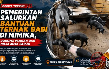 Bantuan Ternak Babi di Mimika Perkuat Ketahanan Pangan Sekaligus Jaga Kearifan Budaya Papua
