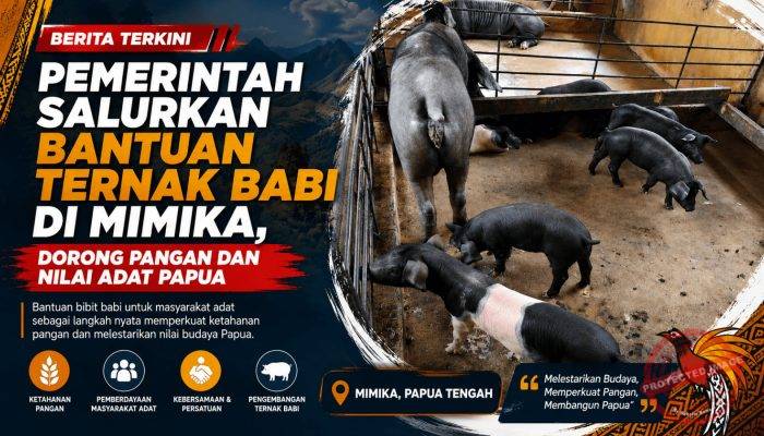 Bantuan Ternak Babi di Mimika Perkuat Ketahanan Pangan Sekaligus Jaga Kearifan Budaya Papua