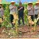 Wakapolrestabes Bandung Laksanakan Kegiatan Panen Jagung