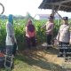 Polsek Kalijambe Lakukan Pengecekan Pertumbuhan Jagung, Dukung Ketahanan Pangan di Sragen