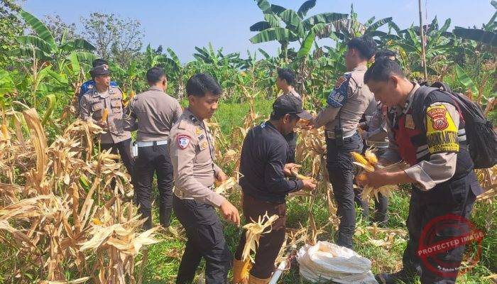 Satlantas Polres Bogor Gelar Panen Raya Jagung Kuartal II di Hambalang, Dukung Swasembada Pangan Nasional