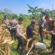 Satlantas Polres Bogor Gelar Panen Raya Jagung Kuartal II di Hambalang, Dukung Swasembada Pangan Nasional