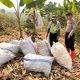 Polrestabes Bandung Dukung Ketahanan Pangan Lewat Pemantauan Pasca Panen Jagung