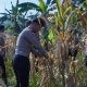 Optimalisasi Lahan Produktif, Satlantas Polres Bogor Tanam Jagung Dukung Ketahanan Pangan