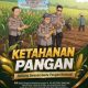 Polrestabes Bandung Perkuat Ketahanan Pangan Melalui Pendampingan Panen Jagung