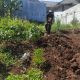 Bhabinkamtibmas Monitoring Lahan Ketahanan Pangan Bersama Warga di Wilayah Binaan
