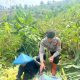 Panen Perdana Jagung Polrestabes Bandung Hasilkan 4 Ton, Wujud Nyata Dukungan Ketahanan Pangan Nasional