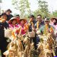 Brimob Jateng Panen 8 Ton Jagung di Kendal, Wujud Dukungan terhadap Program Ketahanan Pangan Nasional