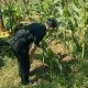 Satresnarkoba Polrestabes Bandung Laksanakan Monitoring Lahan Jagung Program Ketahanan Pangan
