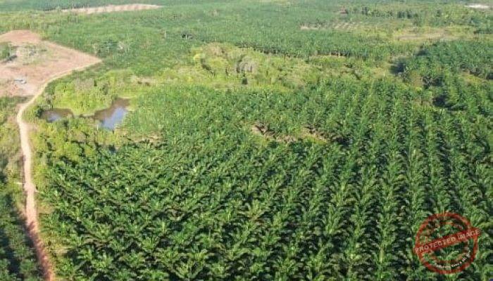 Penguasaan IUP PT Timah Jadi Sawit di Belitung Meluas, Kortas Polri dan KPK Diminta Turun Tangan!
